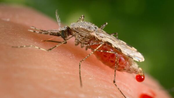 This photo provided by the Centers for Disease Control and Prevention (CDC ) shows a feeding female Anopheles stephensi mosquito - Sputnik International