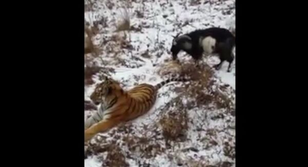 Tiger and goat - Sputnik International