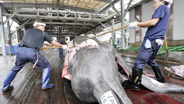 Fishermen slaughter a 10m-long bottlenose whale at the Wada port in Minami-Boso city, Chiba prefecture, east of Tokyo - Sputnik International