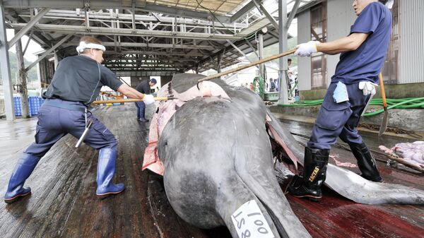 Fishermen slaughter a 10m-long bottlenose whale at the Wada port in Minami-Boso city, Chiba prefecture, east of Tokyo - Sputnik International