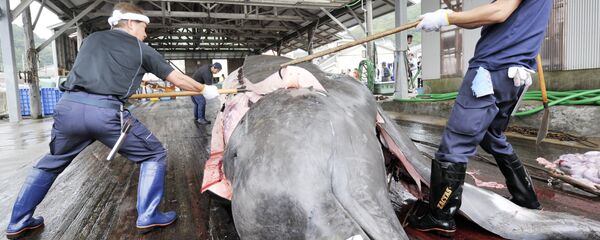 Fishermen slaughter a 10m-long bottlenose whale at the Wada port in Minami-Boso city, Chiba prefecture, east of Tokyo - Sputnik International