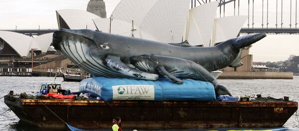 An inflatable pair of whales are floated in Farm Cove in Sydney Harbour across from the Sydney Opera House (file photo) An inflatable pair of whales are floated in Farm Cove in Sydney Harbour across from the Sydney Opera House (file photo) - Sputnik International