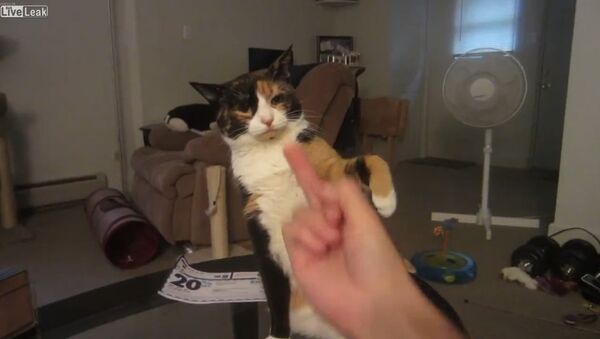 Don't Give a Cat The Finger - Sputnik International