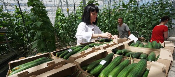 A greenhouse facility in the Rostov Region - Sputnik International