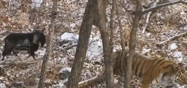 Tiger and goat - Sputnik International