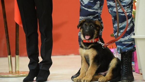 Russia sends puppy Dobrynia to French police - Sputnik International
