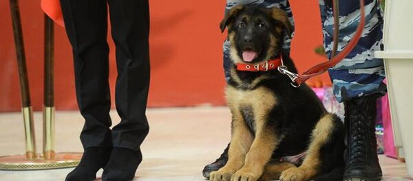 Russia sends puppy Dobrynia to French police - Sputnik International