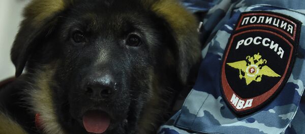 A Russian police officer holds a German shepherd puppy named Dobrynya during a ceremony at the French embassy in Moscow - Sputnik International