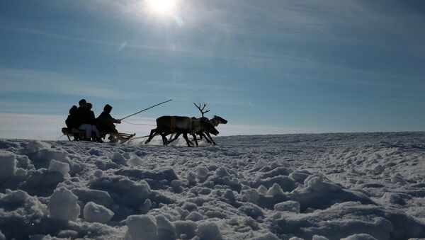 Reindeer Herder Day celebrated in Salekhard - Sputnik International
