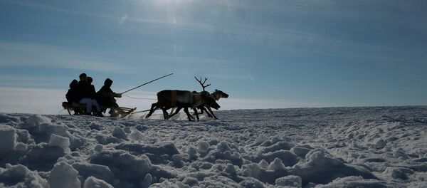 Reindeer Herder Day celebrated in Salekhard Reindeer Herder Day celebrated in Salekhard - Sputnik International