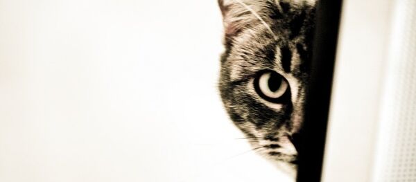 Hide and seek - Sputnik International