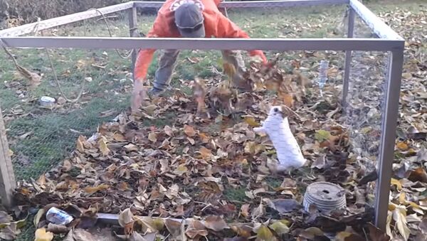 Bun Bun, Destroyer of Leaves! - Sputnik International