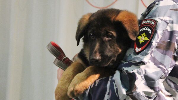 Puppy Dobrynya handed over as gift to French police - Sputnik International