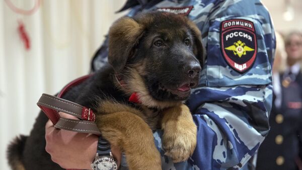 A Russian police officer holds a puppy, named Dobrynya, before presenting it to French police in the French Embassy in Moscow, Russia, Monday, Dec. 7, 2015 - Sputnik International