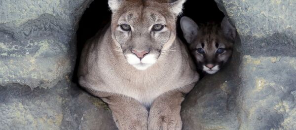 Североамериканская пума с детенышем в зоопарке Роев Ручей близ Красноярска Североамериканская пума с детенышем в зоопарке Роев Ручей близ Красноярска - Sputnik International