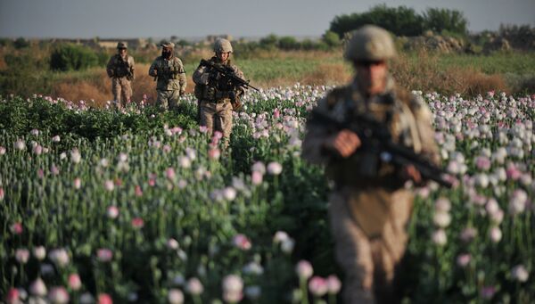 US Marines and Gunnary Sergeant Nate Cosby (R), Staff Sergeant Josh Lacey (2nd R) and Navy Hospitalman 2 Daniel Holmberg (L) from Border Adviser Team (BAT) and Explosive Ordance Disposal (EOD) 1st and 2nd Marine Division (Forward) walk through opium poppy field at Maranjan village in Helmand province on April 25, 2011 as they take patrol with their team and Afghanistan National Police. US Marines and Gunnary Sergeant Nate Cosby (R), Staff Sergeant Josh Lacey (2nd R) and Navy Hospitalman 2 Daniel Holmberg (L) from Border Adviser Team (BAT) and Explosive Ordance Disposal (EOD) 1st and 2nd Marine Division (Forward) walk through opium poppy field at Maranjan village in Helmand province on April 25, 2011 as they take patrol with their team and Afghanistan National Police. - Sputnik International