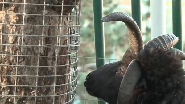Russia: Meet 'The King' - the ram with FIVE horns! - Sputnik International