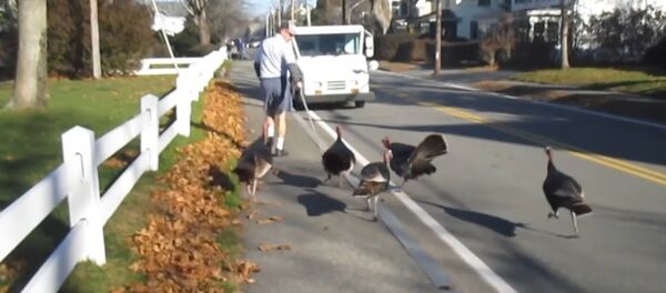Turkeys Attack Falmouth mailman Every day. Turkeys Attack Falmouth mailman Every day. - Sputnik International