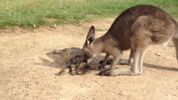 Caring Kangaroo Grooms Cat Pal - Sputnik International