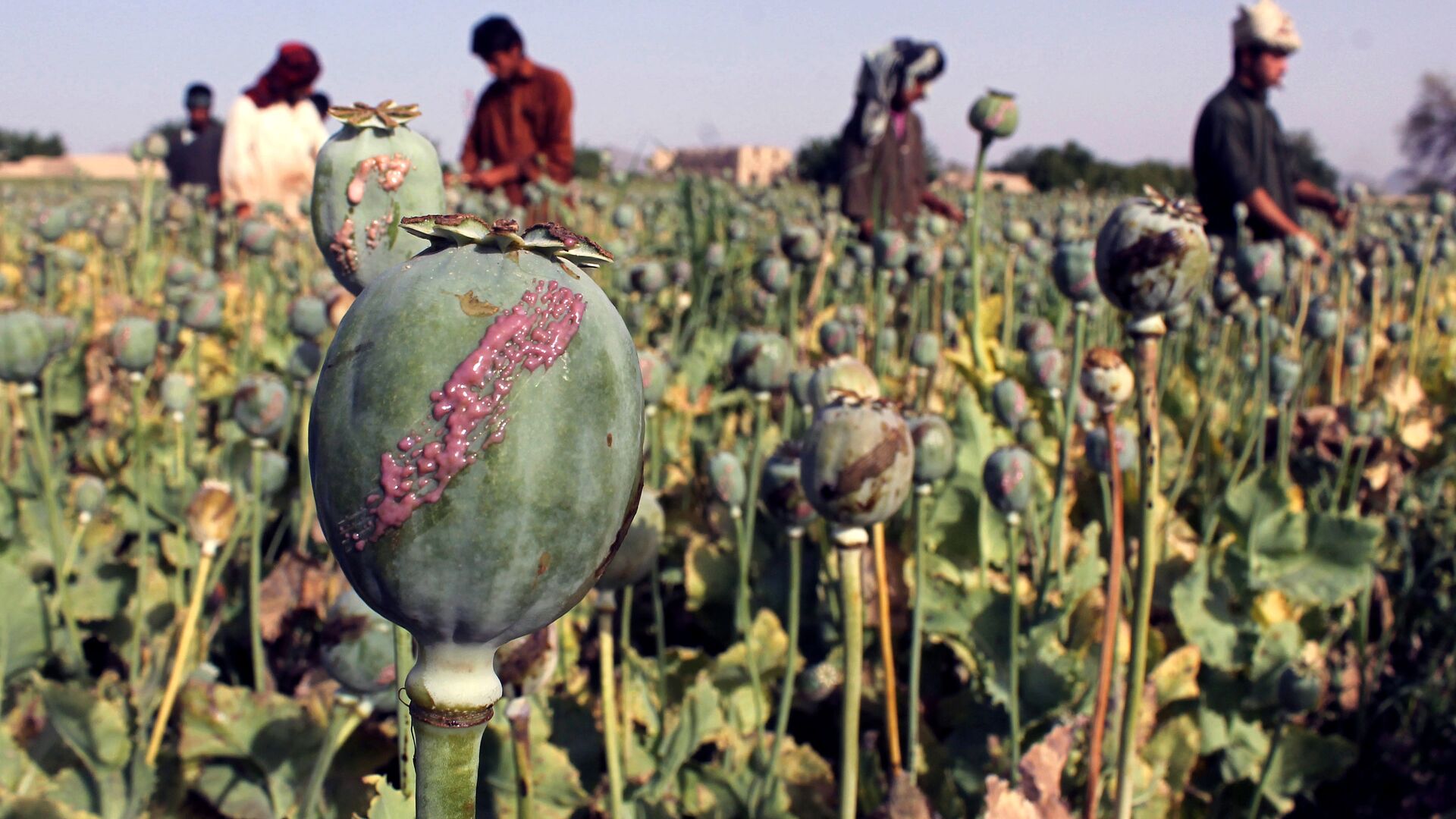 In this photograph taken on April 27, 2015, Afghan farmers harvest opium sap from a poppy field in Panjwai District of Kandahar province - Sputnik International, 1920, 03.04.2022