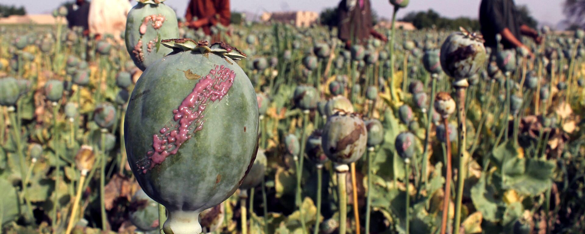 In this photograph taken on April 27, 2015, Afghan farmers harvest opium sap from a poppy field in Panjwai District of Kandahar province - Sputnik International, 1920, 10.06.2023
