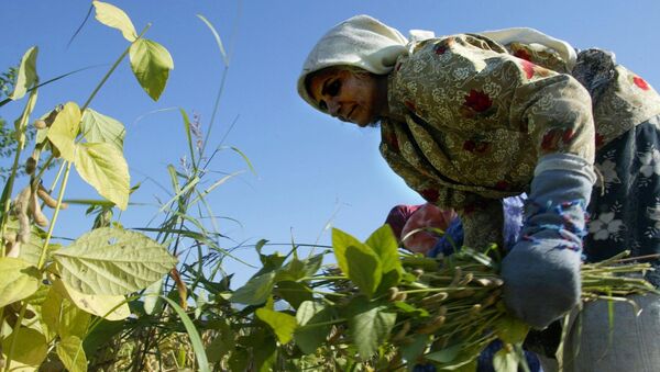 An Iranian woman reaps beans crops at a farm near the town of Gorgan in the southwest of Golestan province, 397 kms from Tehran, 30 October 2004 - Sputnik International