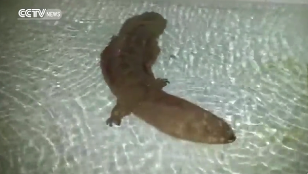 200-year-old Giant salamander found alive in China - Sputnik International