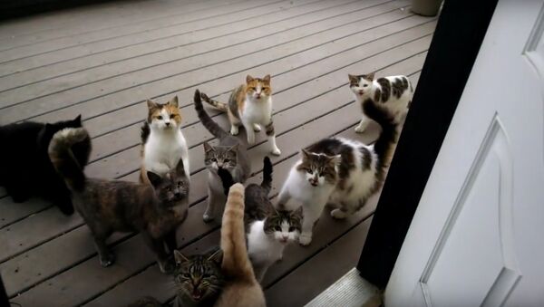 Daily routine - a flock of cats begging for food - Sputnik International