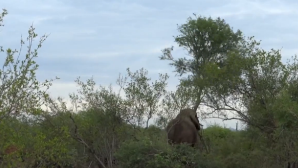 Elephant Bull Overturns Tree - Sputnik International