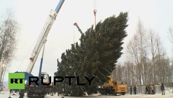 Kremlin Christmas tree chosen after six-month 'beauty contest' - Sputnik International
