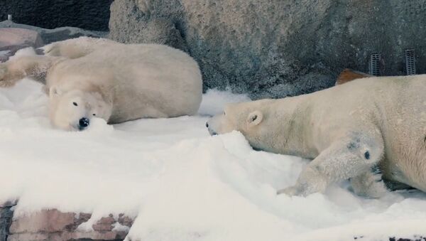 Polar Bears Play in Snow at the San Diego Zoo - Sputnik International