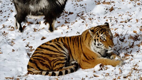 Amur, a Siberian tiger, and a goat called Timur are seen here in an enclosure at the Primorye Safari Park - Sputnik International