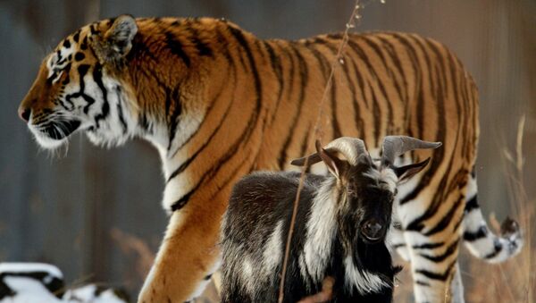 Amur, a Siberian tiger, and a goat called Timur are seen here in an enclosure at the Primorye Safari Park - Sputnik International