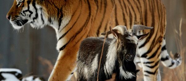 Amur, a Siberian tiger, and a goat called Timur are seen here in an enclosure at the Primorye Safari Park - Sputnik International