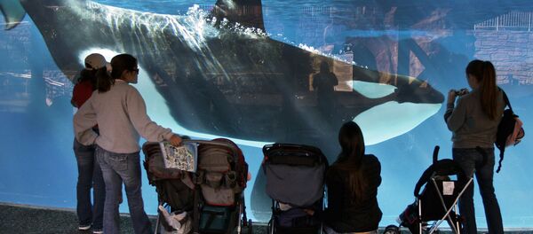 Outlawing Captive Orcas. - Sputnik International