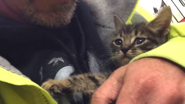 Kitten Trapped in Storm Drain Rescued after 33 Hours! - Sputnik International