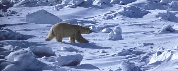 A polar bear - Sputnik International