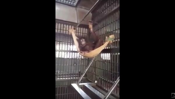 Orangutan builds a hammock - Sputnik International