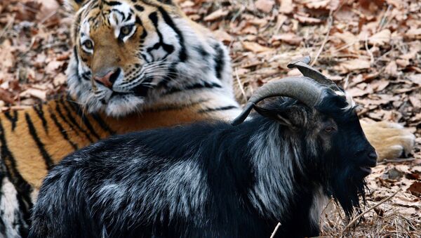 Siberian tiger named Amur and goat Timur in an enclosure at Safari Park in the Primorye Territory. Although tigers feed on live prey in the park all year round, tiger Amur did not eat goat Timur - Sputnik International