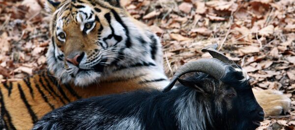 Friendship between goat Timur and tiger Amur at Safari Park in Primorye Territory Friendship between goat Timur and tiger Amur at Safari Park in Primorye Territory - Sputnik International