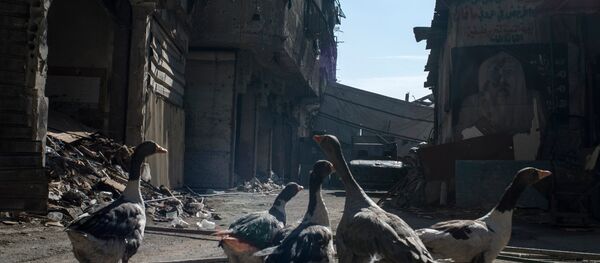 Syria update - Sputnik International