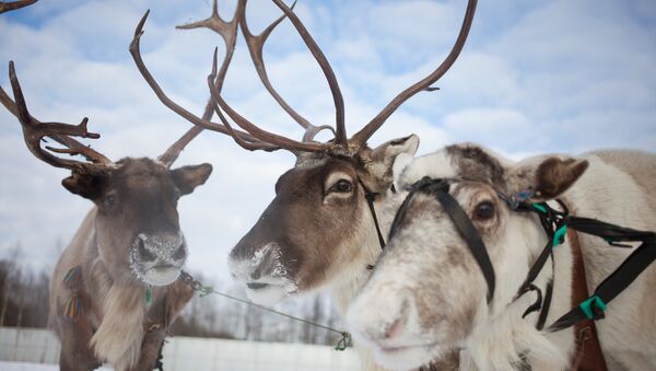 Reindeer Farm in Moscow Region - Sputnik International