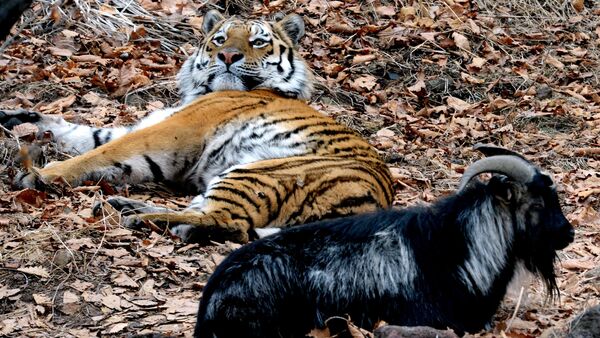 Friendship between goat Timur and tiger Amur at Safari Park in Primorye Territory - Sputnik International