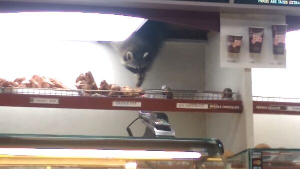Raccoon Steals Donut - Sputnik International