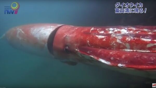 Giant squid off the coast of Japan. - Sputnik International