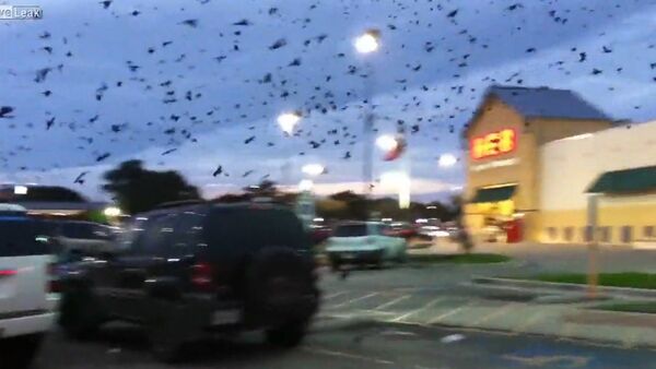 Flocks of birds invade parking lot - Sputnik International