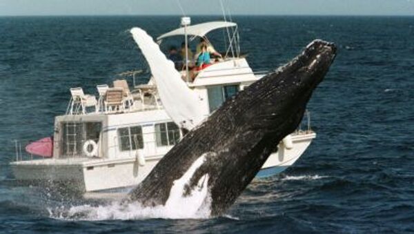 Humpback whale - Sputnik International