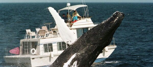 Humpback whale Humpback whale - Sputnik International