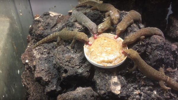 Mourning geckos gathered around their dinner plate - Sputnik International