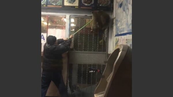 Raccoons Invade Restaurant - Sputnik International
